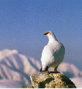 立山　雷鳥