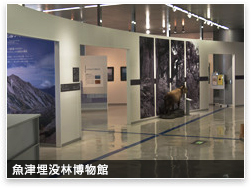 埋没林博物館