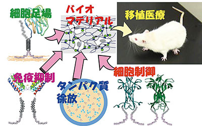 生体材料設計工学