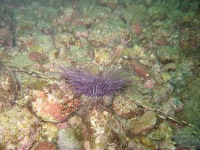 Diving in Toyama bay. -3