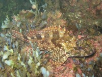 Diving in Toyama bay. -4