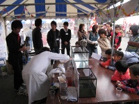 Festival of Shrimp and Crab. -3