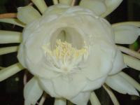 l2
