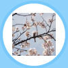 春(松川)
