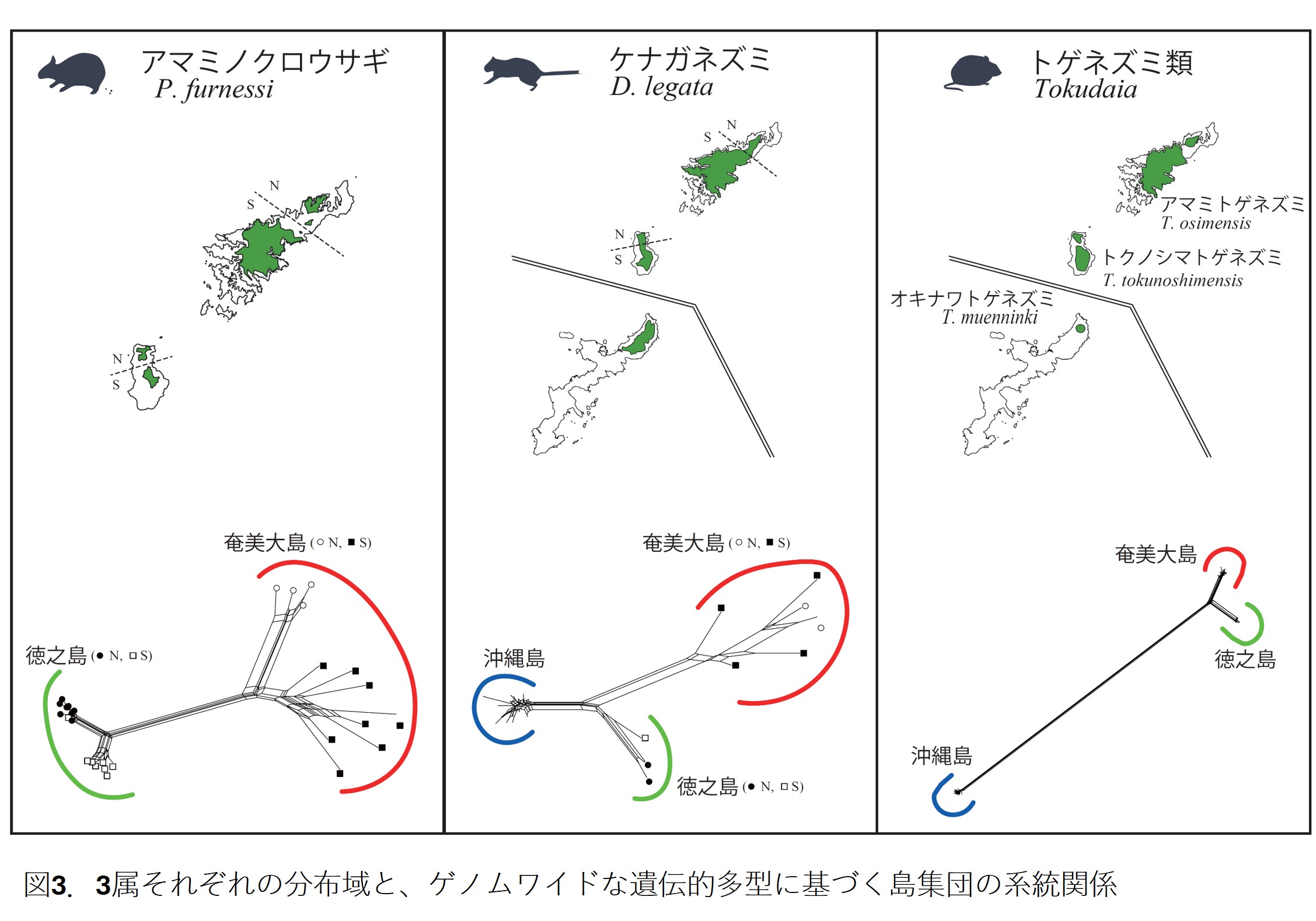 図3. 3属それぞれの分布域と、ゲノムワイドな遺伝的多型に基づく島集団の系統関係