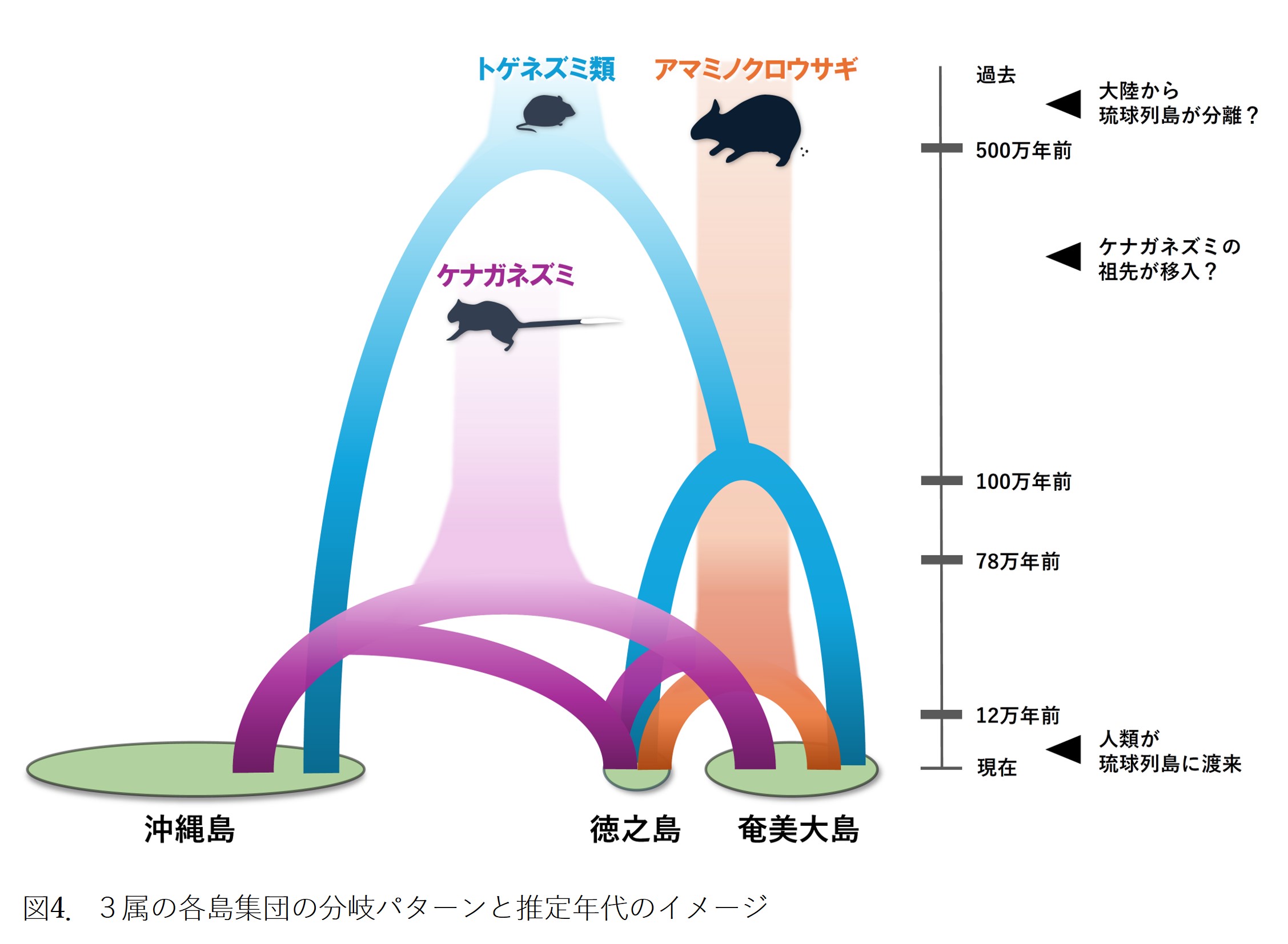 図4. 3属の各島集団の分岐パターンと推定年代のイメージ