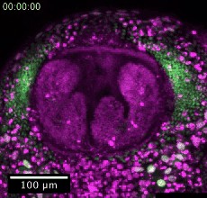 図3. (a)細胞間に掛かる収縮力を用いて細胞シートが一方向に回転する様子