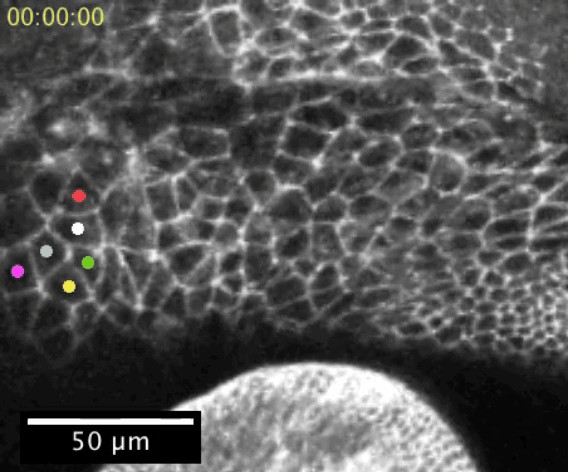 図3. (b)細胞膜に方向依存的な収縮力が掛かっているときの細胞クラスター移動