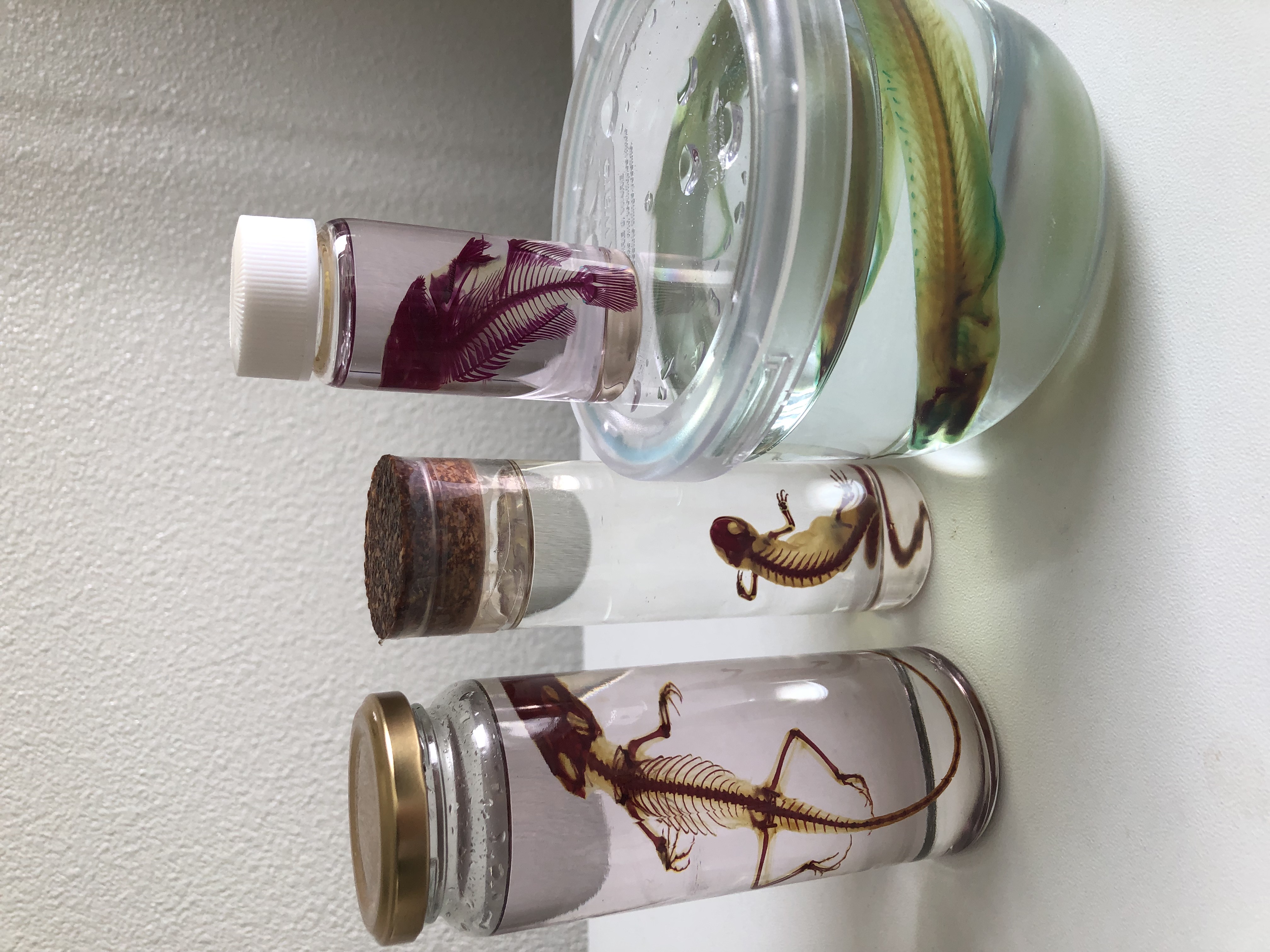 生き物の骨格を観察しよう！