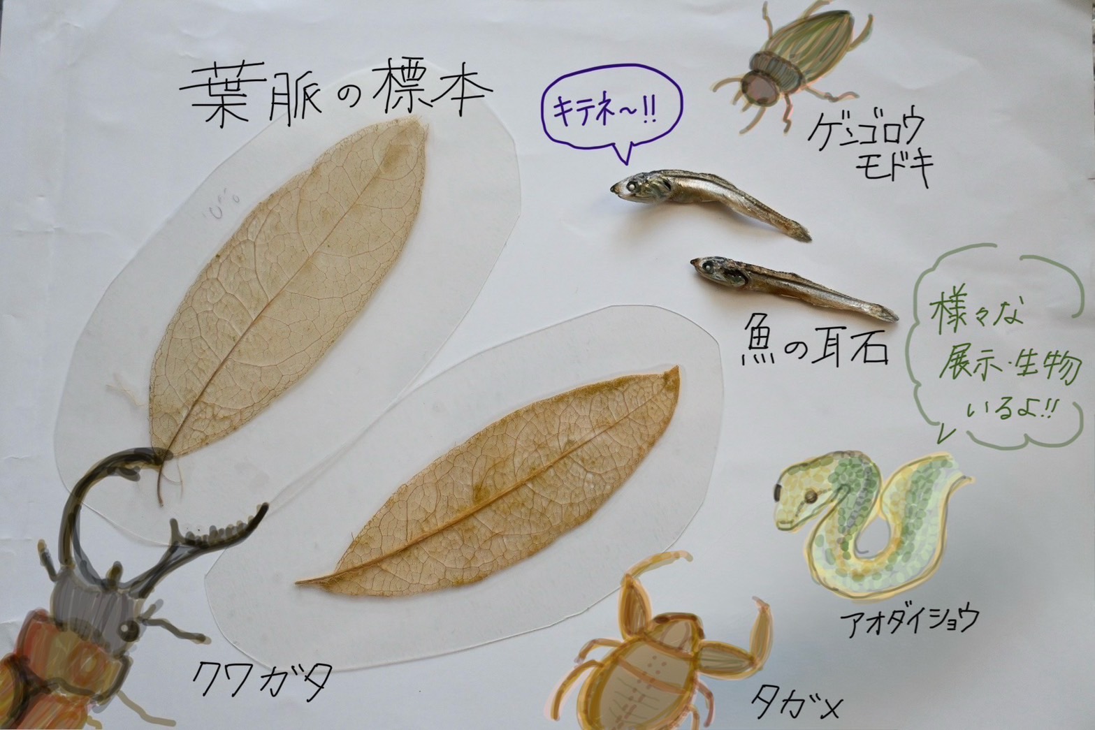 身近なせかいのヒミツをさがせ！