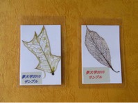 プチ科学教室N