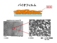 バイオフィルムとは、なんだろう?