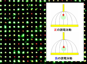電気のマジックで細胞を自由にあやつる!