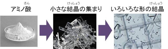 アミノ酸結晶のでき方を超音波で変えてみよう