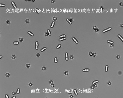 電気で細胞の生死を見分ける