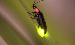 生物の力で光を出してみよう